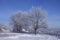 Rime trees in Park