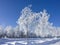 Rime trees in Upper Bavaria