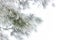 Rimed pine branch with hoarfrost on white fogged snow background