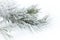 Rimed pine branch with hoarfrost on white fogged snow background