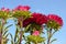 Ð¡rimson, scarlet aster flower against the sky. A bed of asters.