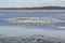 Ring of aquatic vegetation and large flock of Canada Geese (Branta canadensis) at Tiny Marsh