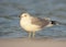 Ring-bill Gull