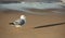 Ring Bill Gull on the Beach at Sunset Lake Michigan