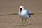 Ring billed gull