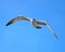 Ring-billed Gull