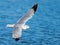 Ring-billed Gull