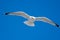 Ring-billed Gull