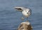 Ring-billed Gull balancing on one foot