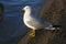 Ring-billed Gull On Beach In Morning Sun