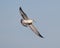 Ring-billed gull, binomial name Larus delawarensis, flying above White Rock Lake in Dallas, Texas.