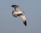 Ring-billed gull, binomial name Larus delawarensis, flying above White Rock Lake in Dallas, Texas.