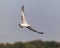 Ring-billed gull, binomial name Larus delawarensis, flying above White Rock Lake in Dallas, Texas.
