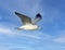 Ring-billed gull, binomial name Larus delawarensis, flying above White Rock Lake in Dallas, Texas.