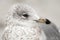 Ring billed Gull close up profile portrait Hilton Head Island Beach, South Carolina