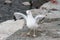 Ring-billed Gull Dancing On The Rocks