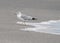 RING BILLED GULL ESCAPING THE SURF