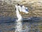 Ring-billed Gull Fight