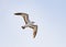 Ring-billed gull flies overhead at dawn