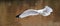 Ring Billed Gull in Flight