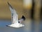 Ring-billed Gull in Flight