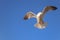 Ring-billed gull in flight from below.