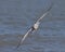 Ring-billed Gull in Flight - Ontario, Canada