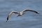 Ring-billed Gull in Flight - Ontario, Canada