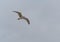 Ring-billed gull flting