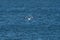 Ring-billed Gull flying alone over the water