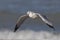 Ring-billed Gull flying over the surf on a Lake Huron beach