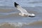 Ring-billed Gull Flying Over Waves