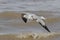 Ring-billed Gull Flying Over Waves