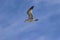 Ring Billed Gull flying overhead in cloudy sky