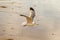 Ring-Billed Gull flying on the shore at Laguna Beach, California