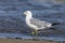 Ring-billed Gull foraging on a Lake Huron beach - Ontario, Canada