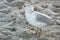 Ring-billed gull found dinner