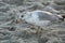 Ring-billed gull found dinner