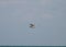 A Ring Billed Gull Gliding Over Lake Michigan