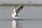 Ring-billed gull landing on water.