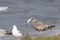 Ring-billed gull, larus delawarensis