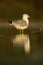 Ring-billed gull, Larus delawarensis,