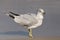 Ring-billed Gull Larus delawarensis