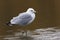 Ring-billed Gull (Larus delawarensis)