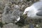 Ring billed Gull, Larus delawarensis, adult giving fish to chicks