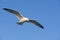 Ring-billed gull Larus delawarensis flying overhead