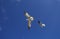 RING BILLED GULL larus delawarensis, PAIR FLYING, FLORIDA