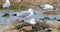 Ring-billed Gull, Larus delawarensis, pair at nest 4K
