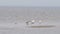 Ring billed gull and Laughing gulls resting along a beach