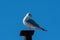 Ring-billed Gull looking behind from perch on metal post